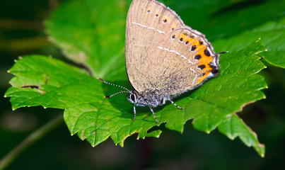 Macro butterfly sits on a green leaf