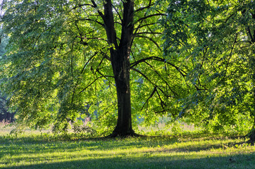 linden tree