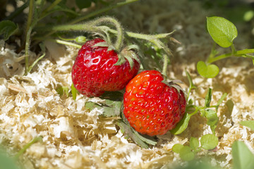 Fresh juicy strawberries on a bush