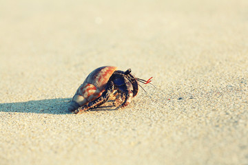 crab on sand beach coast