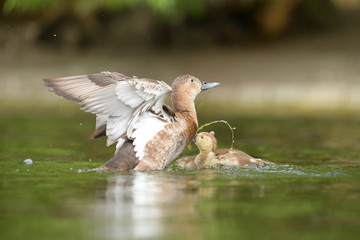 Common Pochard, Pochard - female with nestlings