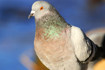 Pigeons on the nature close