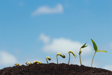seed row growing on soil