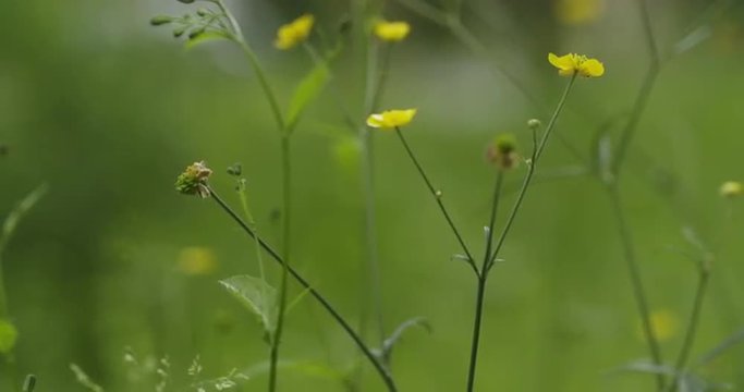 focus pull of meadow with buttercup slowmo 60fps