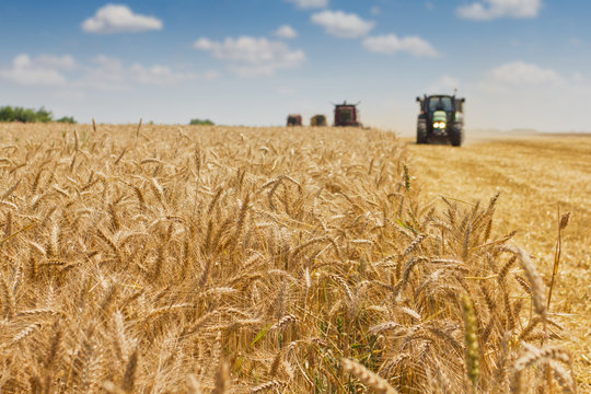 Combine Harvester Harvesting Wheat .