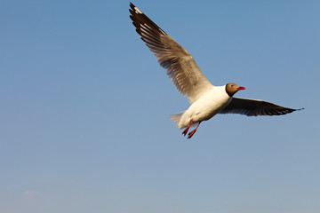 Seagull Flying at gulf of Thailand