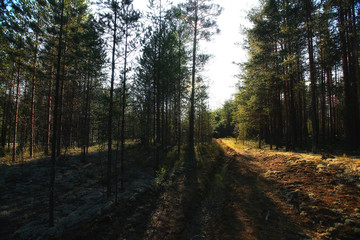 forest landscape in summer europe pine