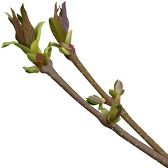 Branch with new green shoots or sprout and leaves. Closeup of spring branch of tree
