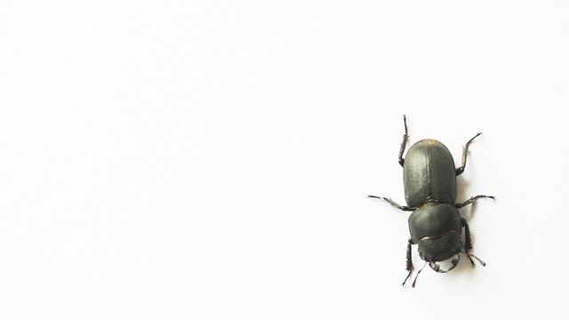 K&auml;fer l&auml;uft vor wei&szlig;em Hintergrund durch den rechten Bildrand