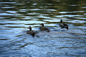 duck water bird macro