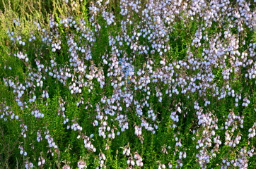 Obraz premium Irische Glockenheide weiß - Daboecia cantabrica Alba