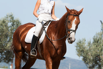 Obraz premium Equitation