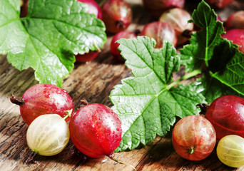 Fresh berries of red and green gooseberries with leaves on the o