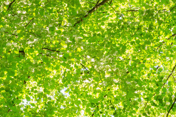 linden foliage background
