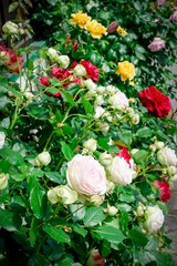 Blühende Rosen an einer Hausfassade