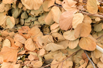 Brown dry the leaves background
