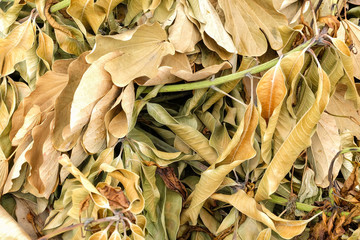 Brown dry the leaves background