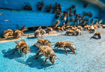 Obraz premium Beehive