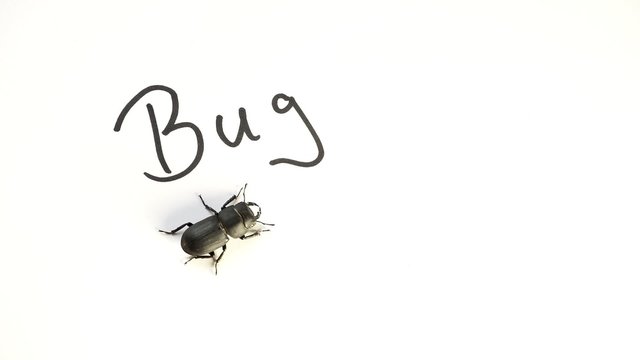 Ein K&auml;fer l&auml;uft vor wei&szlig;em Hintergrund unter dem Wort "Bug" entlang