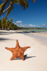 Fototapeta na wymiar Starfish on tropical beach with palms