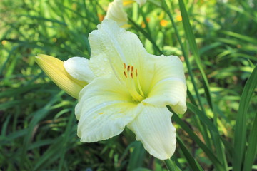 Obraz premium Day-lily in the garden