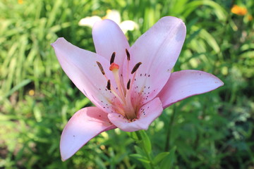 Pink lily in the garden