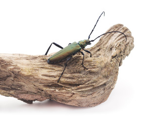 Beetle on branch .