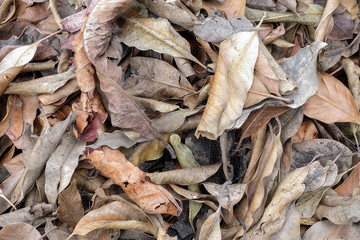 Brown dry the leaves background