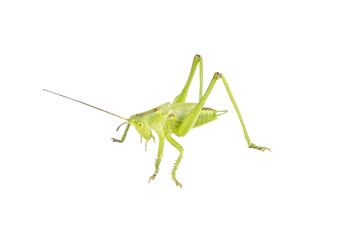 green grasshopper