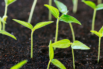 close up agriculture young plant growth on soil