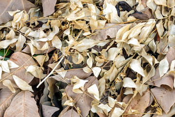 Brown dry the leaves background