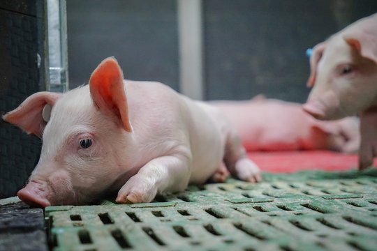 Moderne Schweinehaltung, Saugferkel döst im Ferkelstall