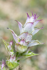 Obraz premium Beautiful forest flower