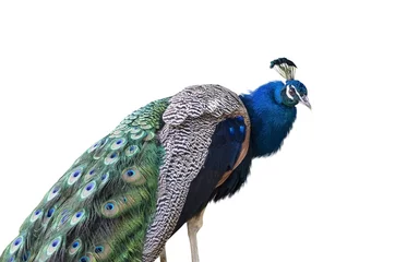 Acrylic prints Peacock The peacock