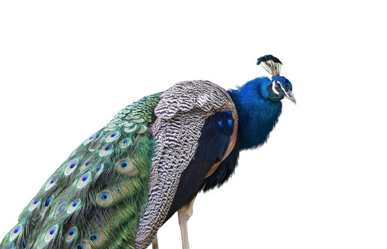 Fototapeta The peacock
