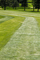 Curving striped grass on the fairway at a golf course, dogleg left