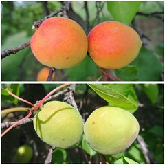 Ripe orange and unripe green apricots on the tree in an orchard; fruit collage. Concept of organic farming; fresh, natural, unprocessed, healthy food.