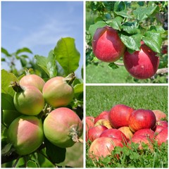Apples in different stages of ripeness, in the orchard on a sunny day; fruit collage. Concept of organic farming; fresh, natural, unprocessed, healthy food. - 86345342