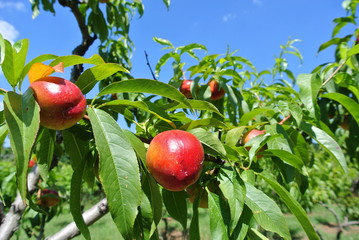 Ripe red nectarines on the tree in an orchard on a sunny summer day. Concept of organic farming; fresh, natural, healthy, unprocessed fruit. - 86345519