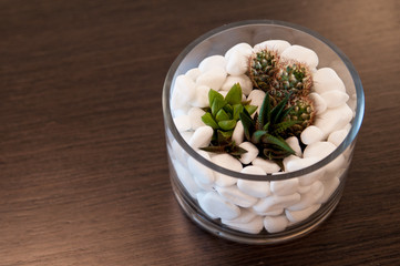 Miniature cactus succulent plant. Selective focus