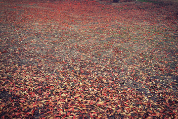 Fall autumn leaves with different colors fallen to the ground in a forest