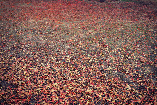 Fototapeta Fall autumn leaves with different colors fallen to the ground in a forest