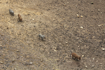 Four fluffy tabby wild piglets following each other