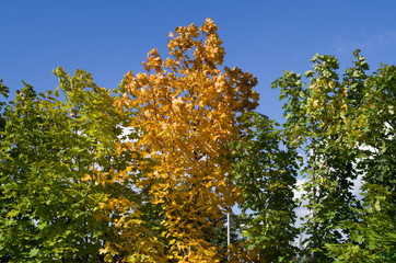 Ahornbäume