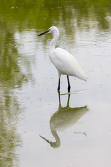 Egret
