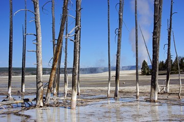 Nationalparks USA: Tote B&auml;ume im Yellowstone
