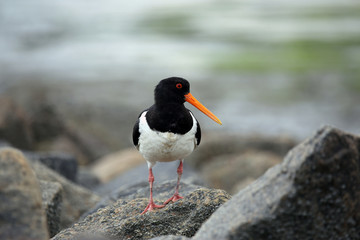 Fototapeta premium Close-Up of Eurasian oystercatcher