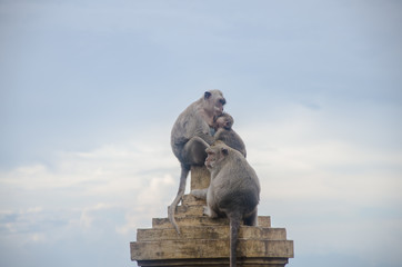 Wild monkeys sitting on the fence in Uluwatu, Bali, Indonesia.