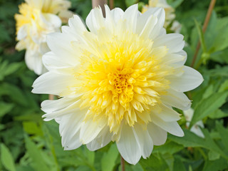 Dahlien