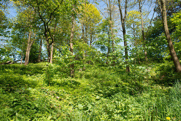 Forest in summer in south Sweden
